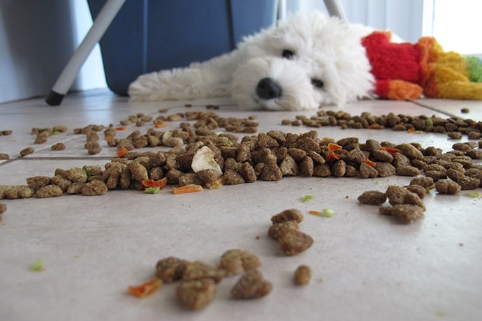 food for dogs with a sensitive digestion system