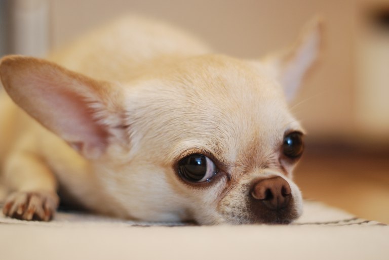 how long does a teacup chihuahua live