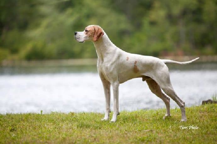 top ten hunting dog breeds